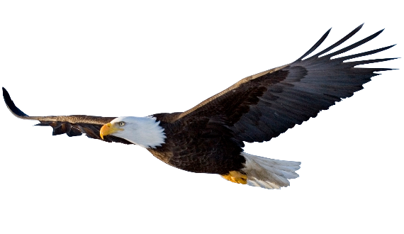 Flying Eagle PNG File