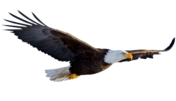 Flying Eagle خلفية شفافة