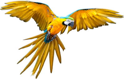 File Flying Parrot PNG