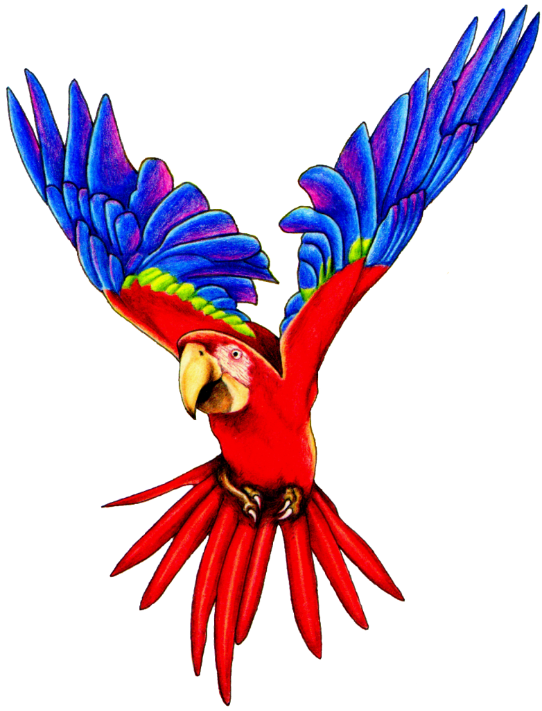 Lumilipad Parrot PNG Pic