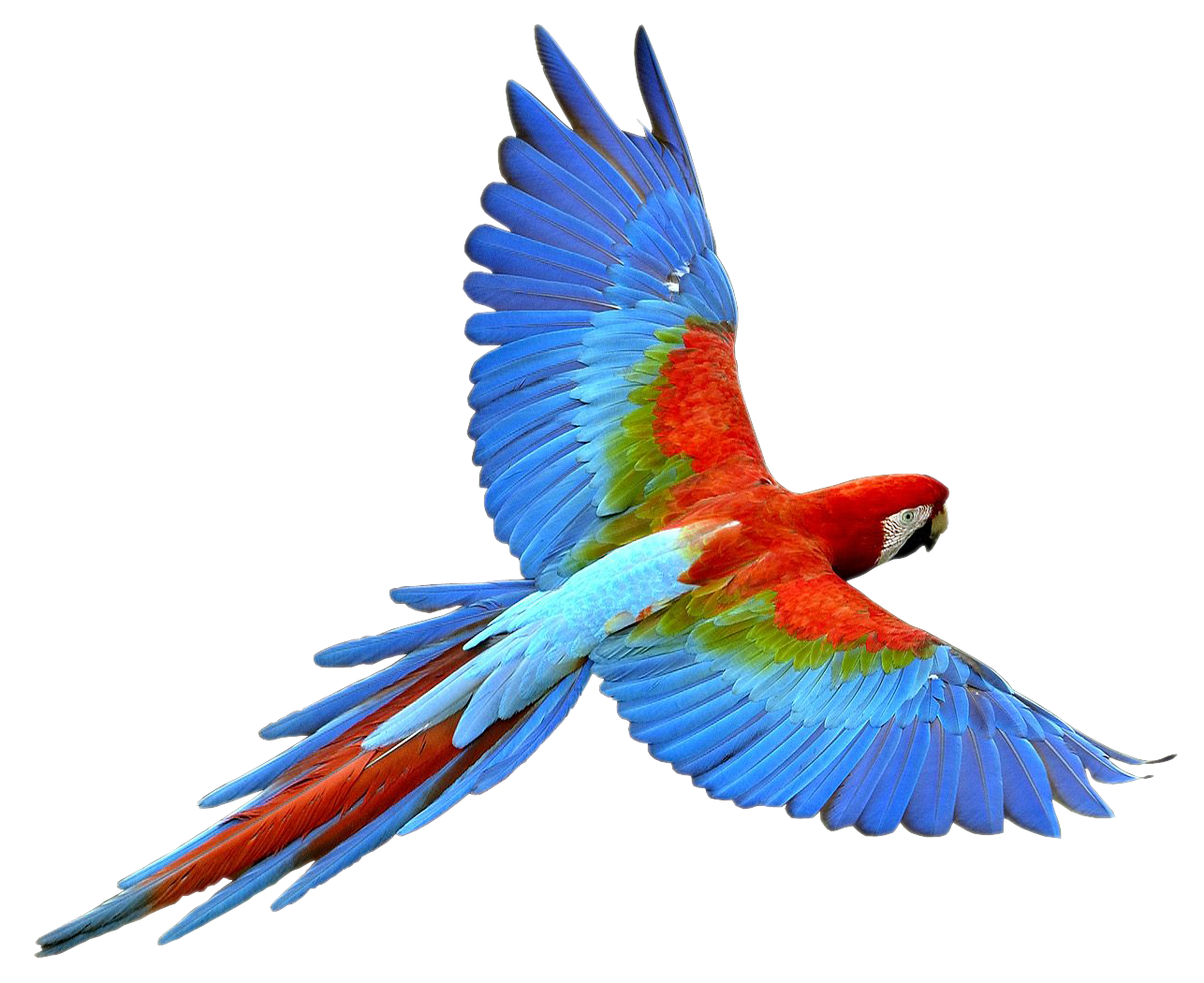 Flying Parrot PNG Transparent Image