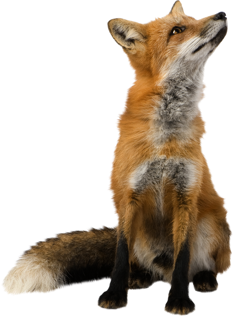 Fichier Fox PNG