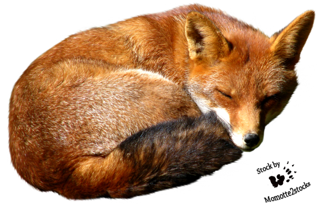 Fox PNG-afbeelding
