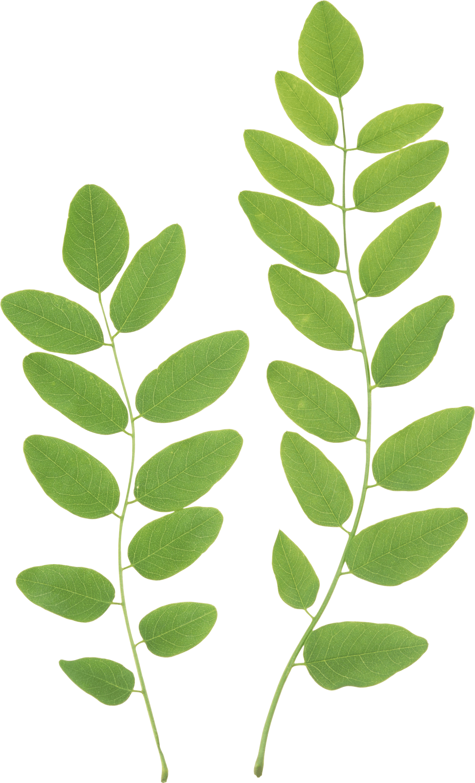 Зеленые листья PNG Clipart