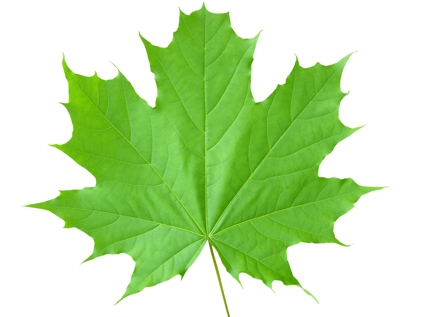 File PNG foglie verdi