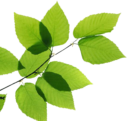 Green Leaves PNG Transparent Image