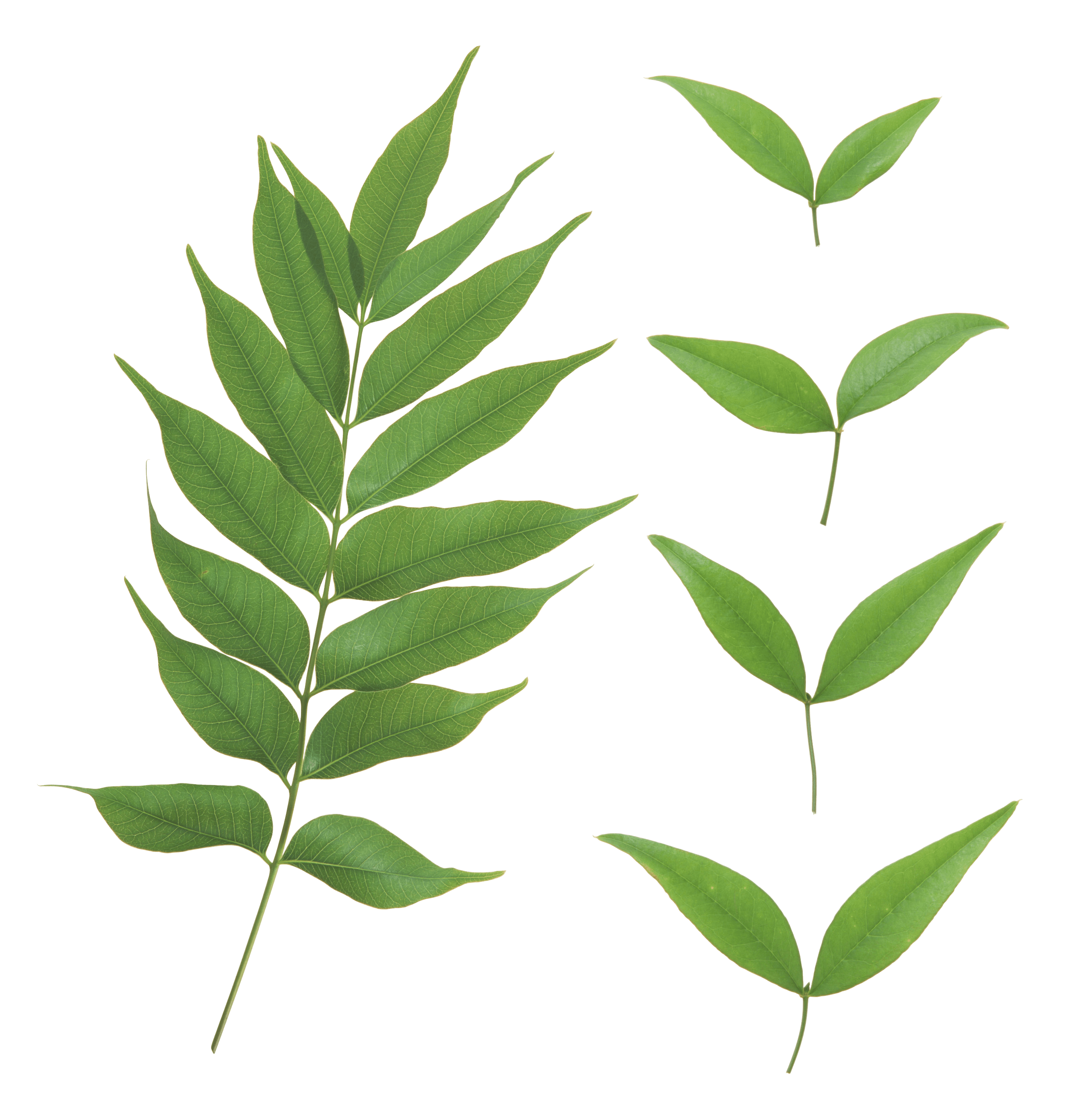 Green Leaves Transparent PNG