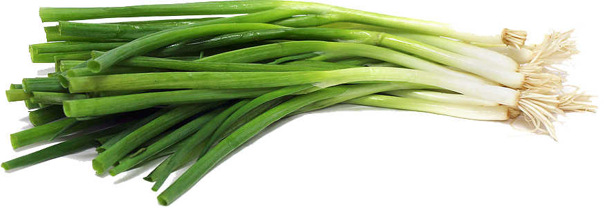 Green Onion PNG File