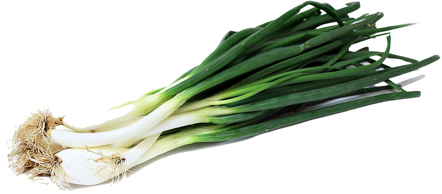 Green Onion PNG Image