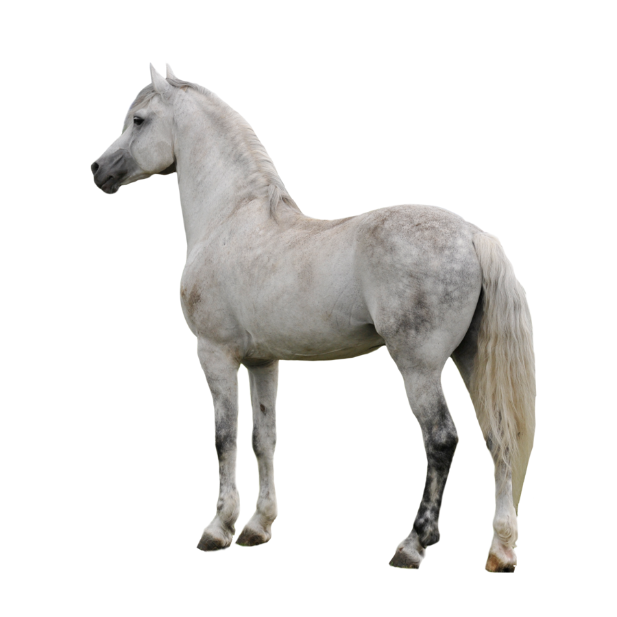 Лошадь PNG Clipart