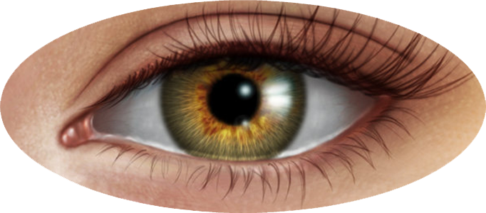 العين البشرية PNG صورة