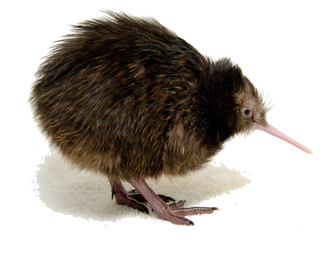 Kiwi Kuş PNG Clipart