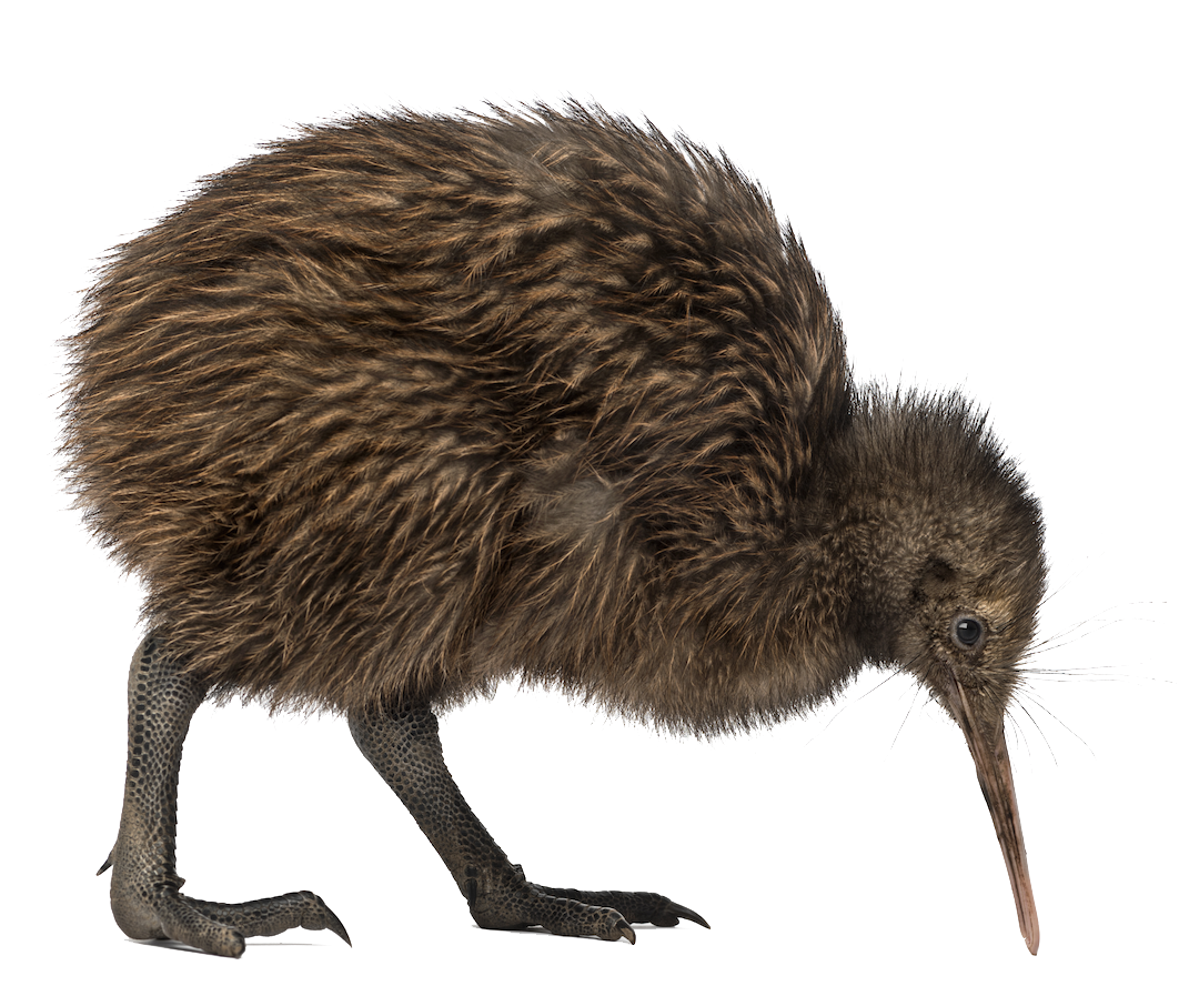Kiwi oiseau PNG Image