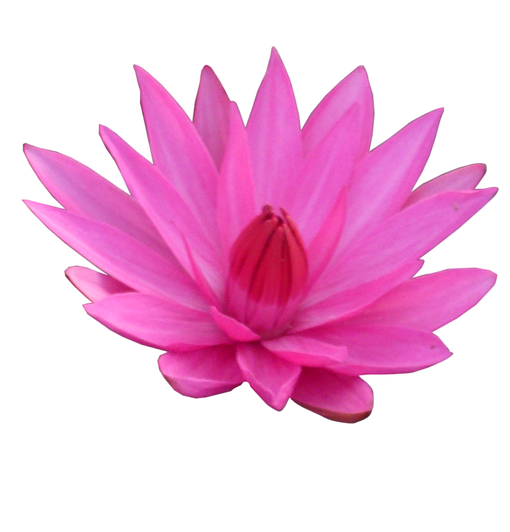 Lotus Şeffaf PNG