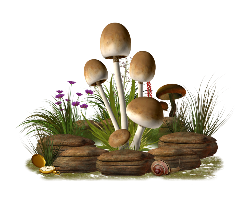 Mushroom PNG Transparent Image