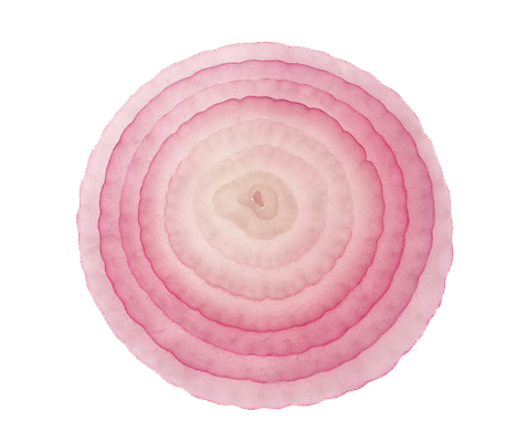 Onion Slice PNG File
