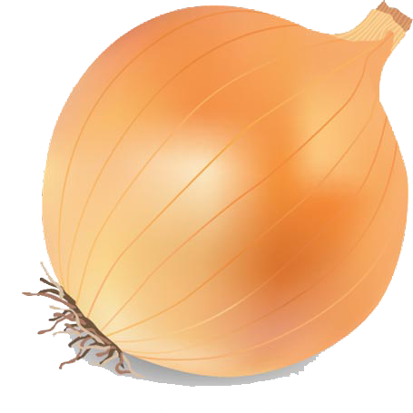 Onion Vector PNG Transparent Image