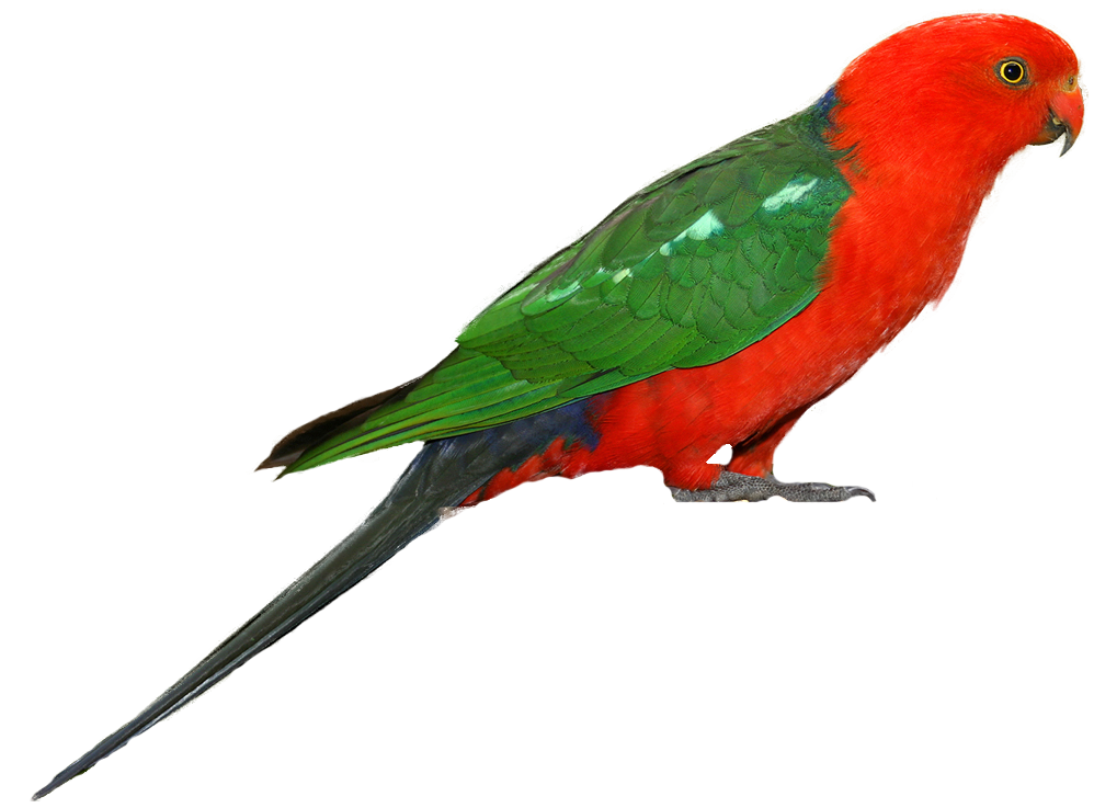Parrot PNG Clipart