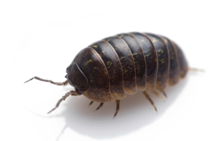 Pill Bugs PNG