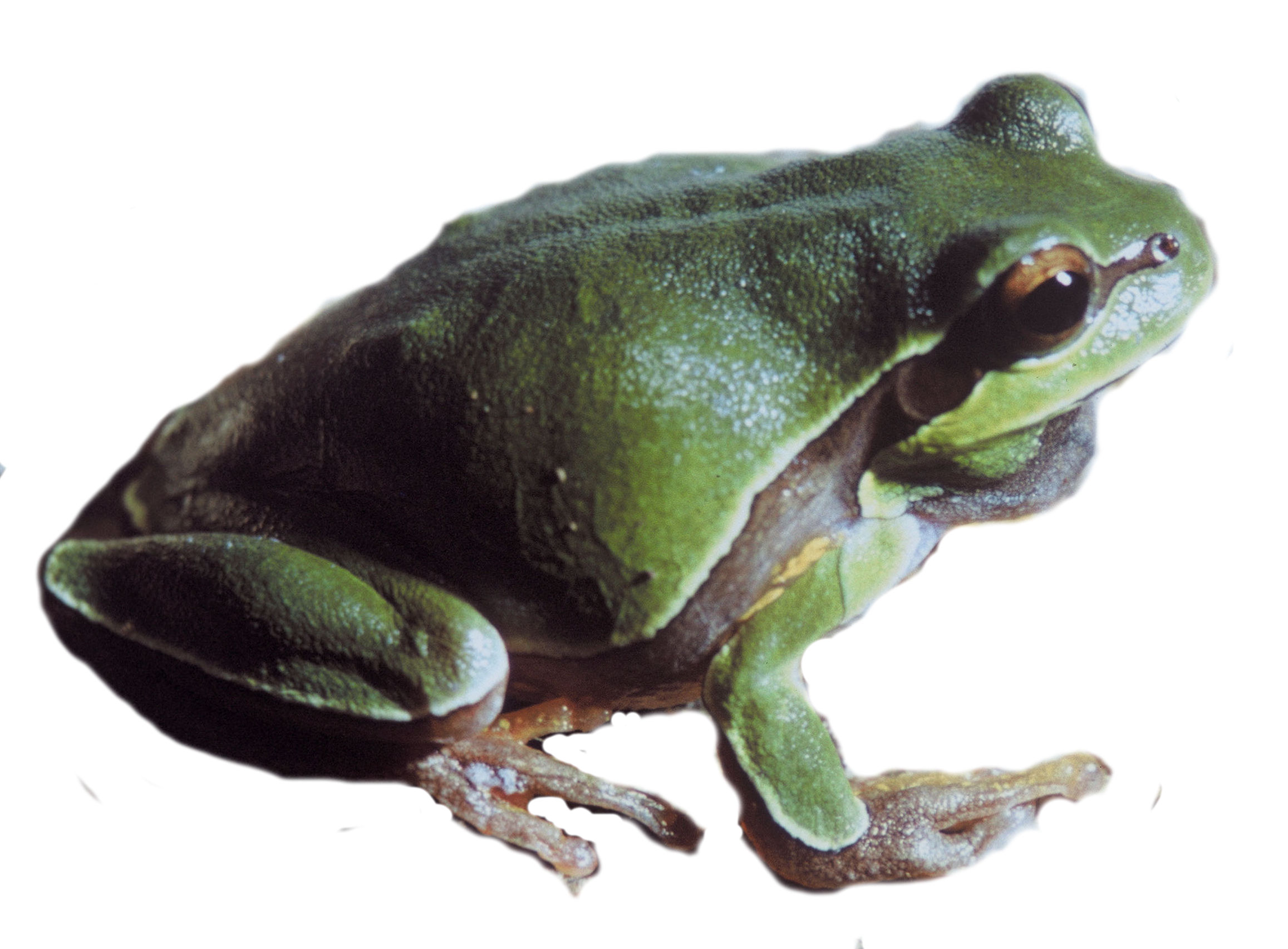 Pine Barrs Boom Frog PNG