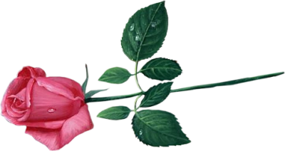 Rosa Rose PNG Transparentes Bild