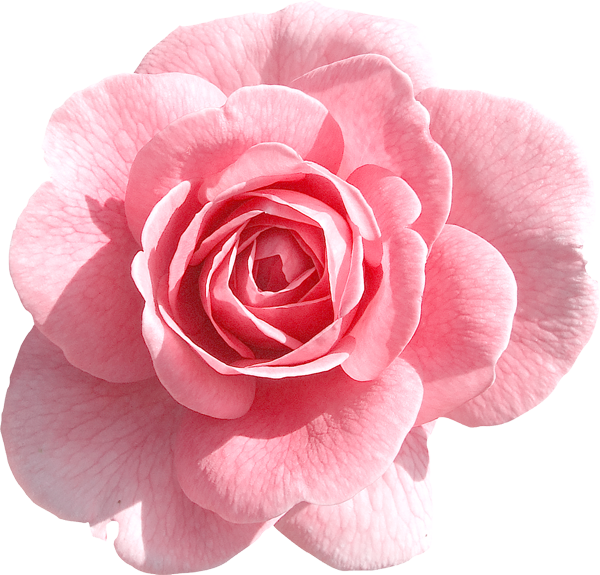 Pink Rose Transparent PNG