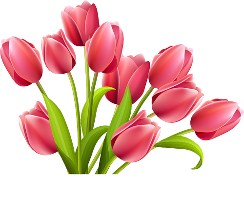 Tulipes roses PNG