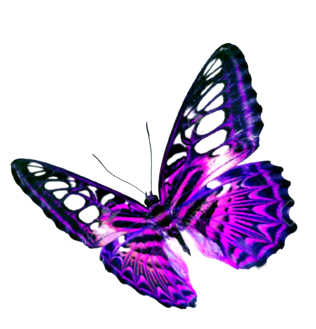 Purple Butterfly Transparent Background