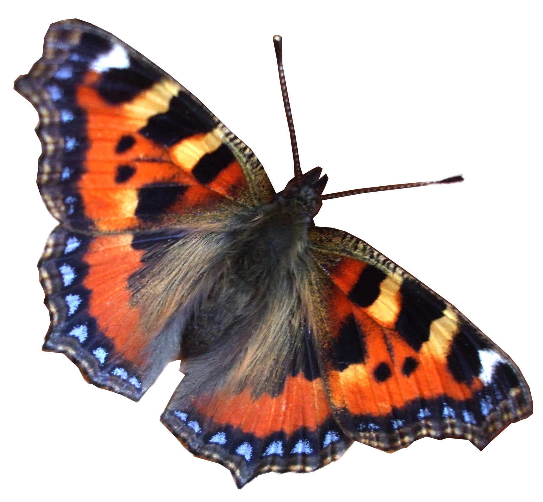 Polilla de mariposa real PNG