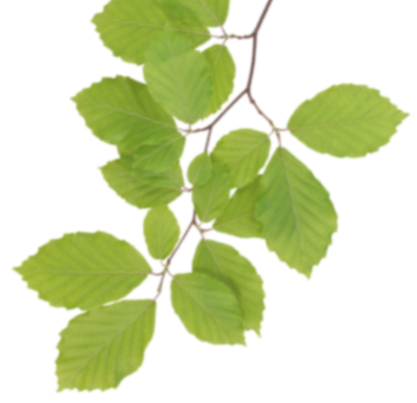 Real Leaves PNG Clipart