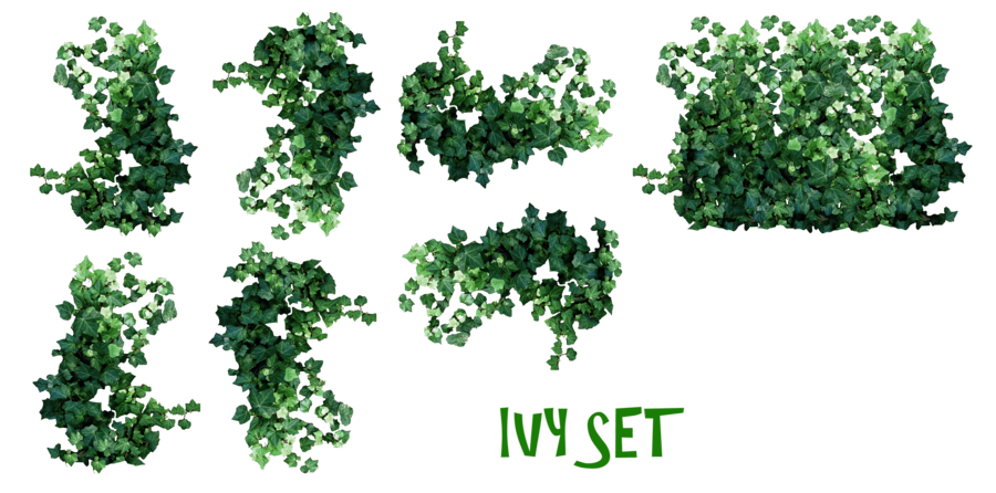 Real Leaves PNG Pic