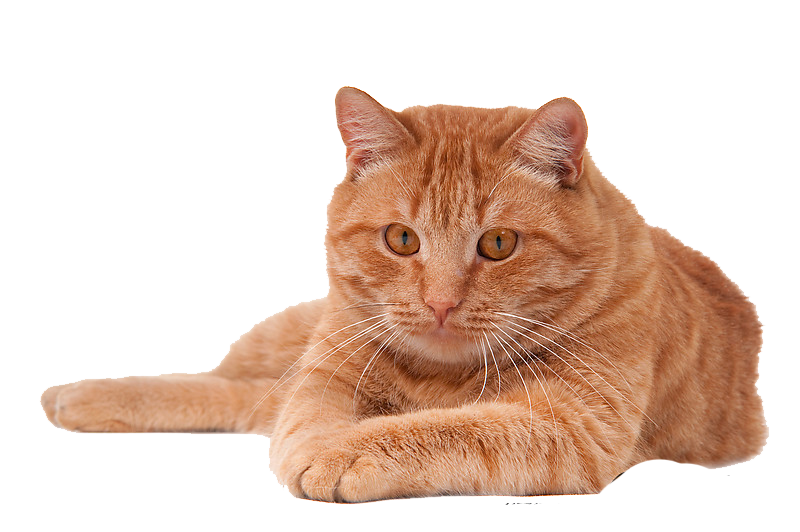 CRED CAT PNG
