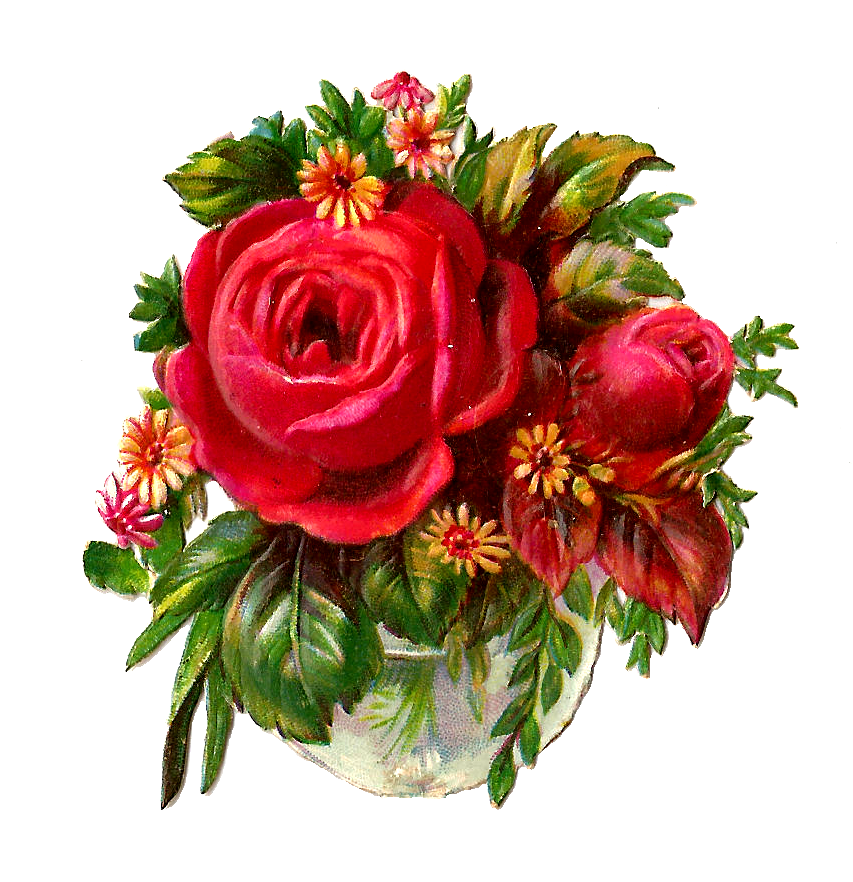 Rose rouge PNG Pic