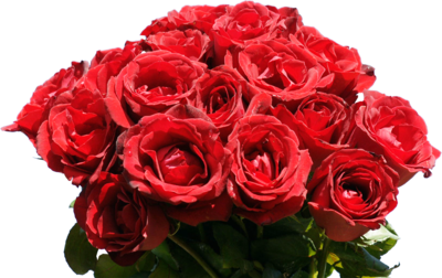 Rose bouquet pc pn