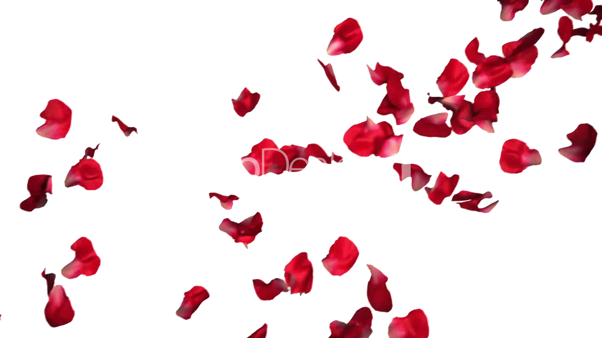 Petali di rosa PNG pic