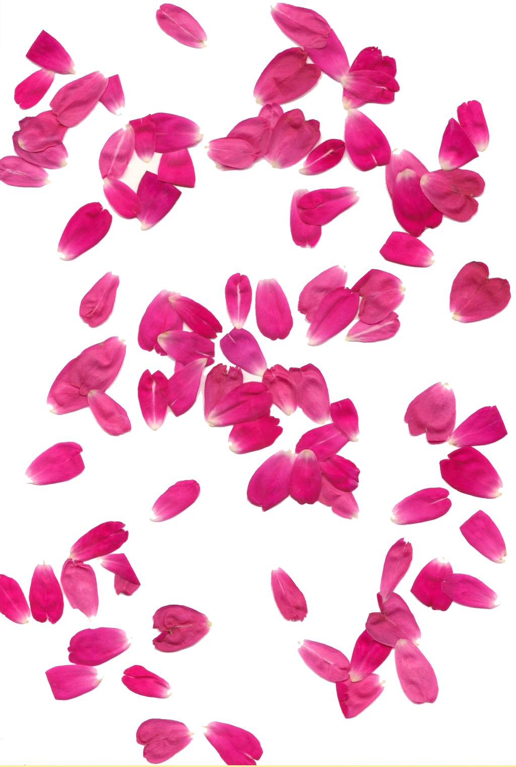 Rosenblüten Transparenter Hintergrund