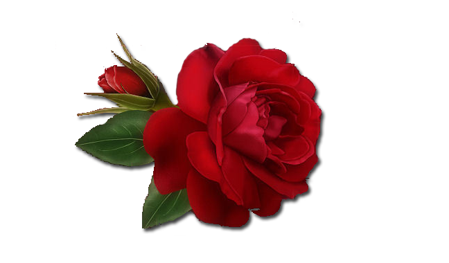 Mawar merah tunggal PNG Clipart
