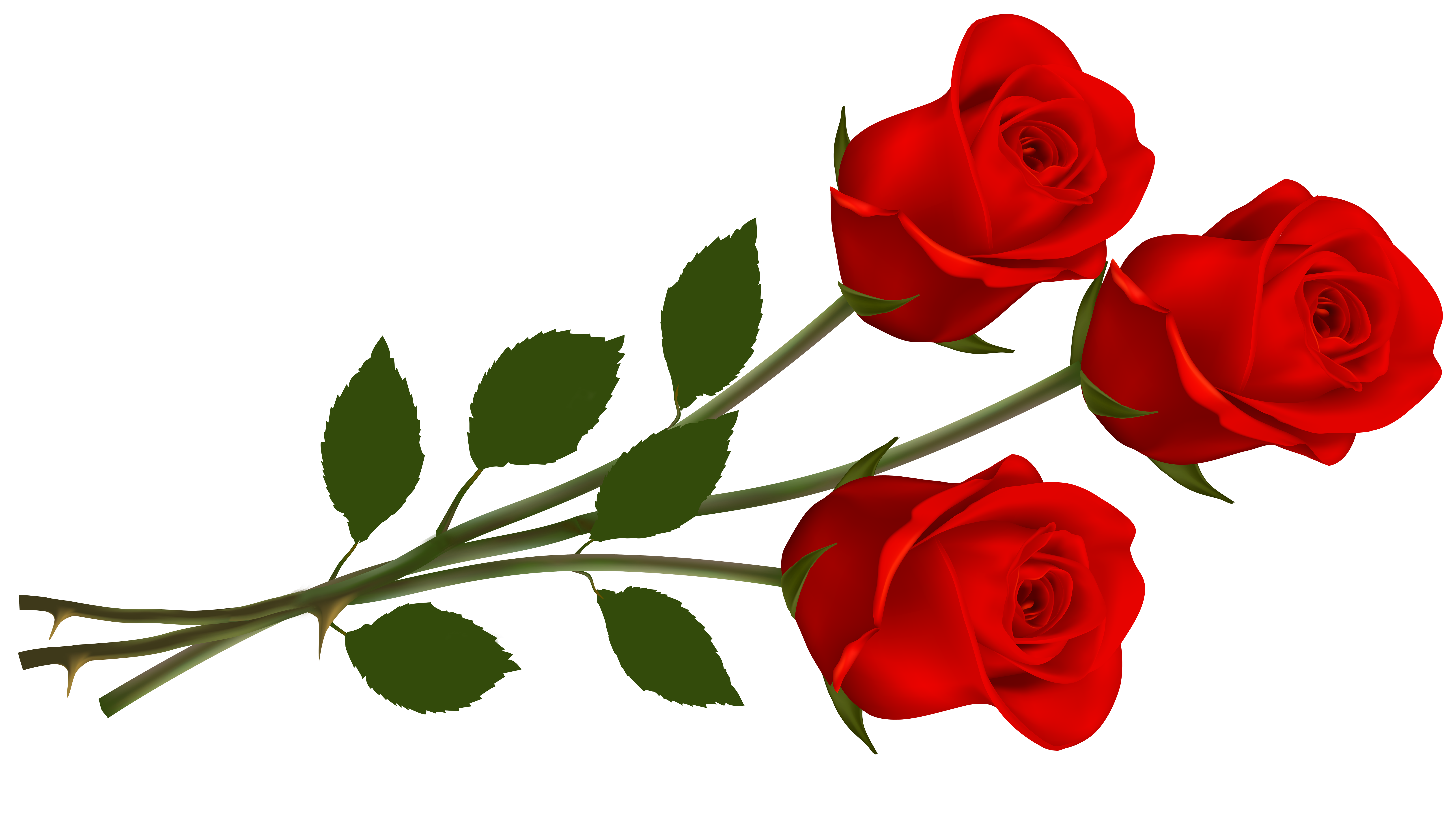 Image Transparente PNG de rose rouge unique