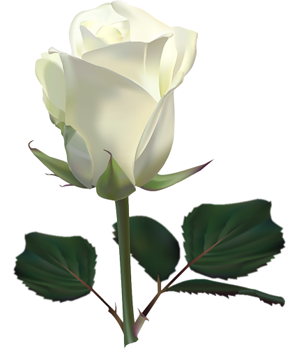 Single rose blanche PNG