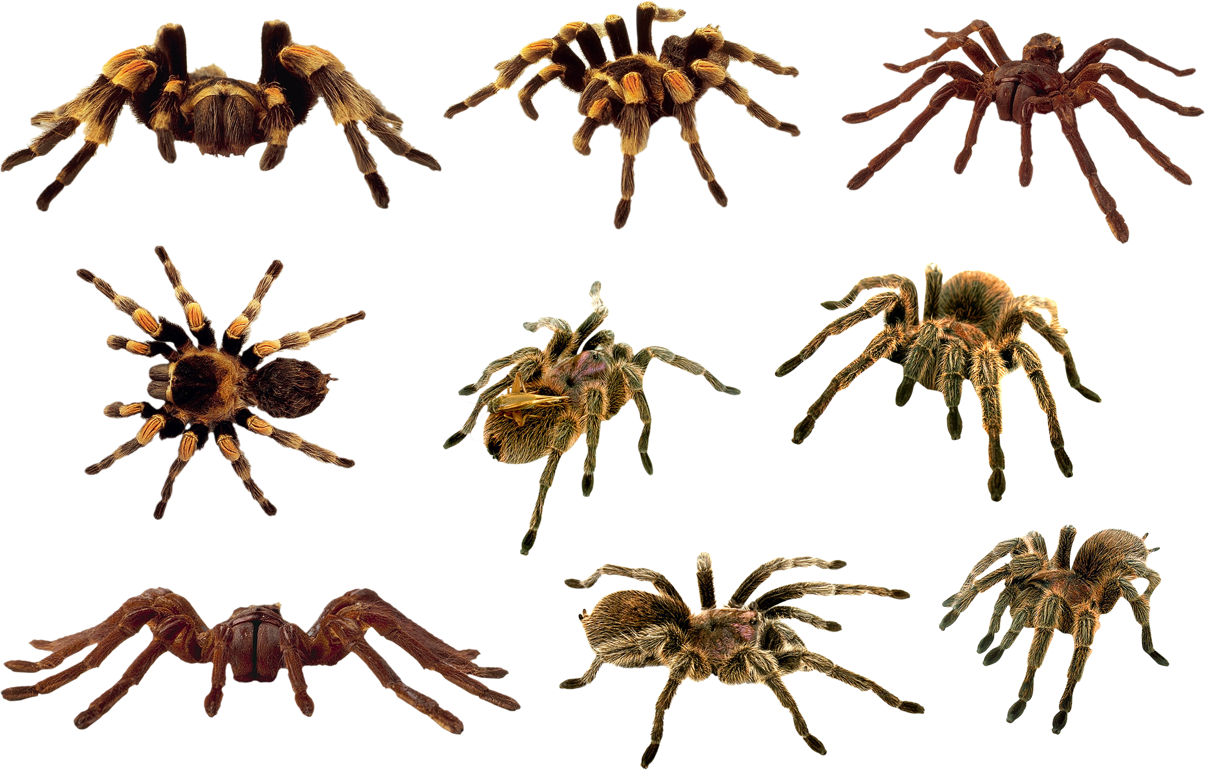Örümcek PNG Clipart