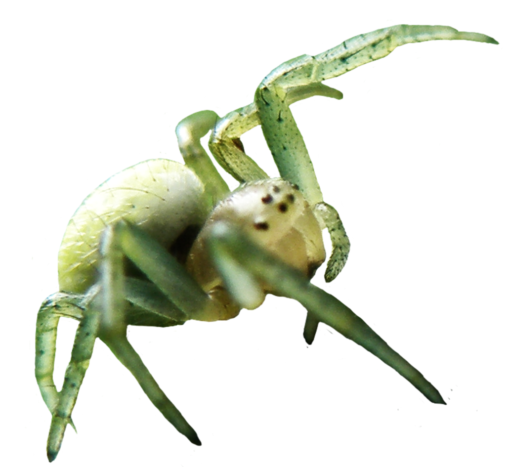 Örümcek PNG Görüntüsü