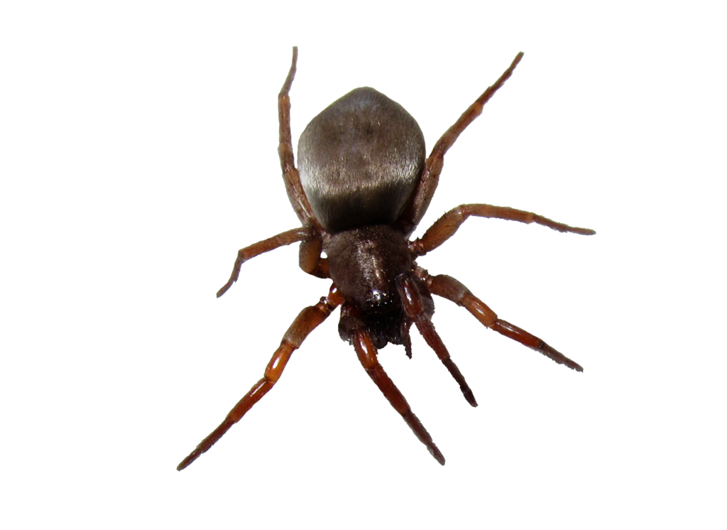 Spider With White Bottom PNG
