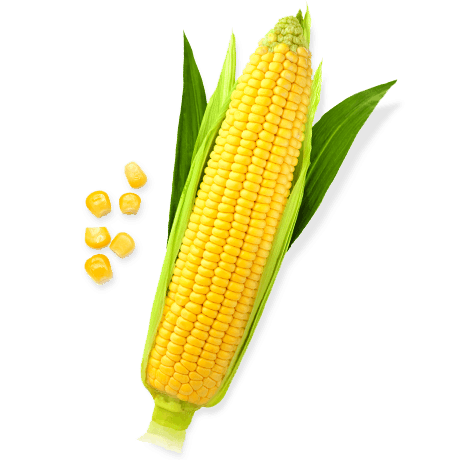 Sweet Corn PNG File