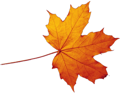 Transparent Autumn Leaves Falling PNG