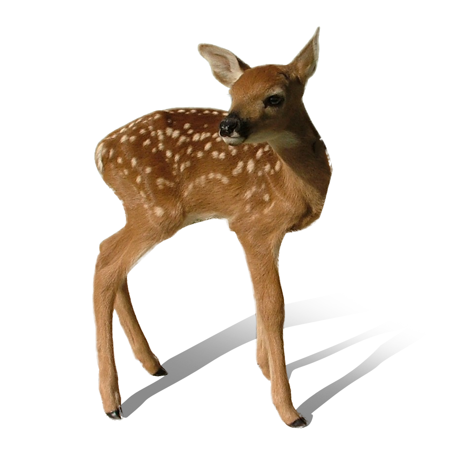 Transparan Deer PNG