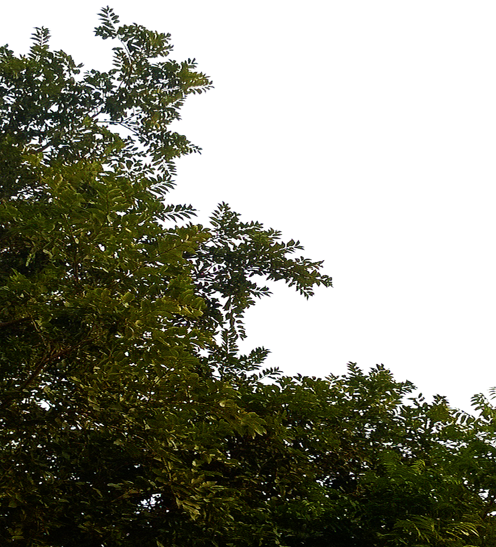 Albero foglie PNG Clipart