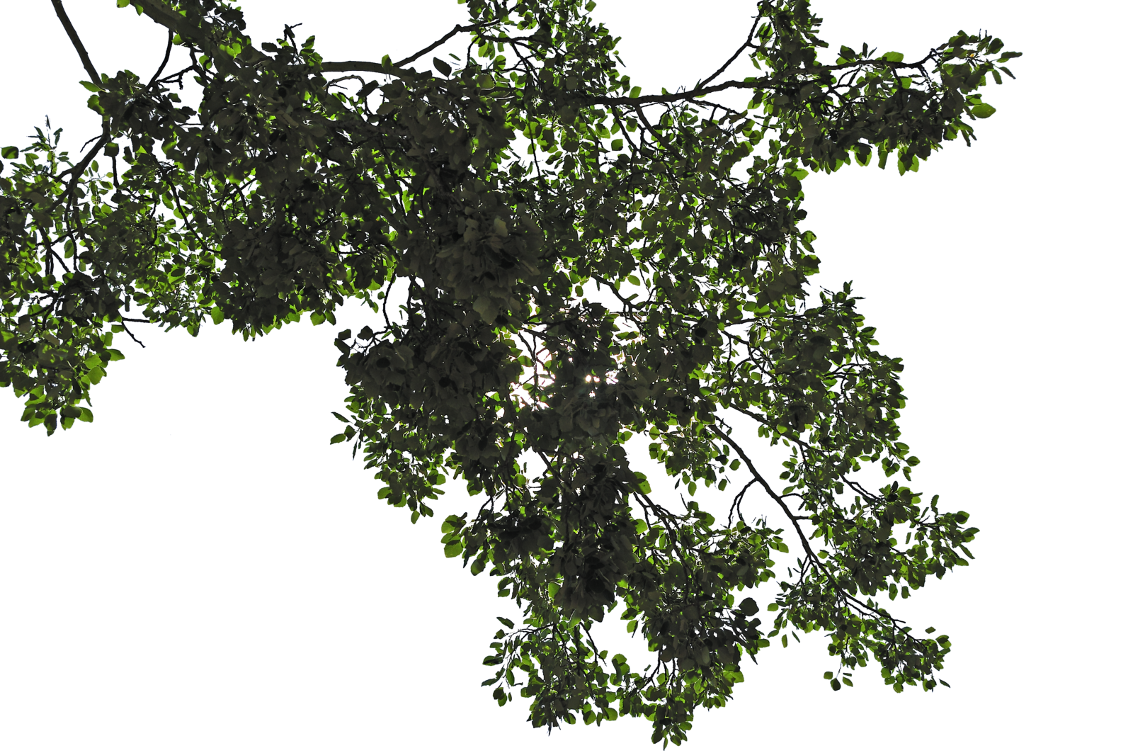 Hojas de árbol PNG imagen transparente