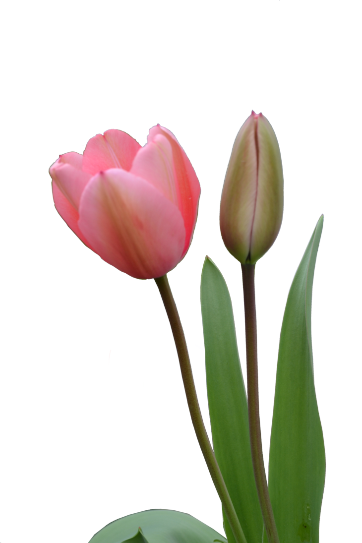 Tulip bourgeon PNG