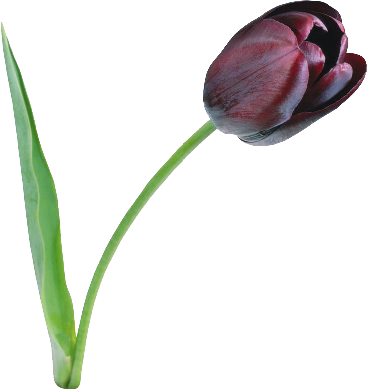 Archivo PNG tulip