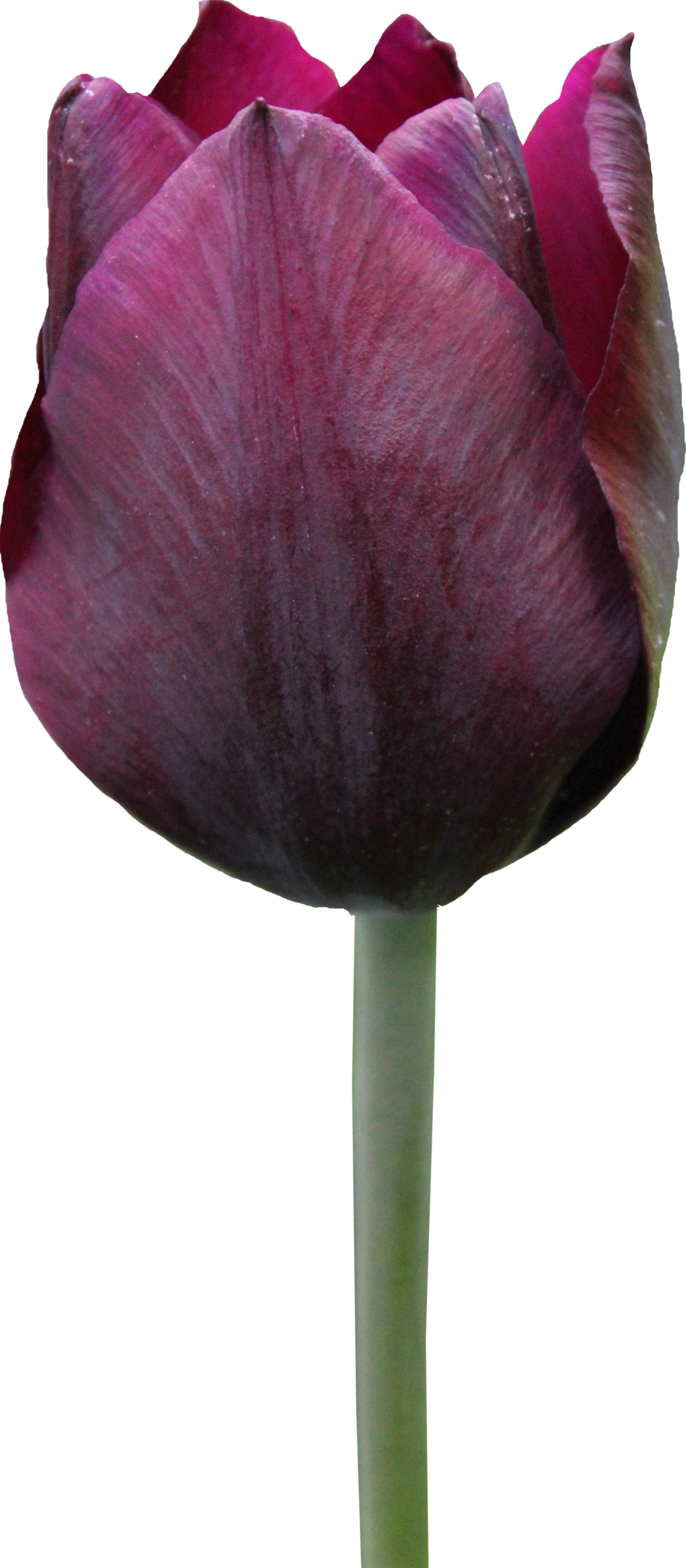 Tulip PNG Download gratuito